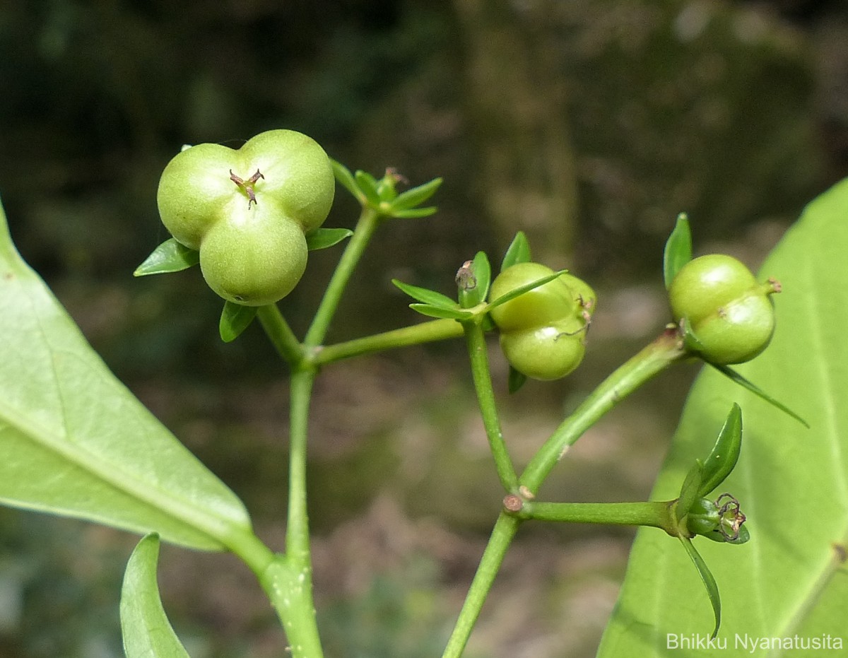 Blachia umbellata (Willd.) Baill.